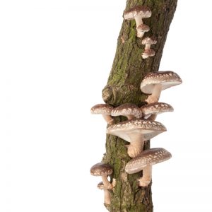 shiitake el elixir de la vida